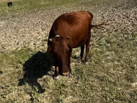 गाय, Latvian Blue cattle — फ़ोटो 1
