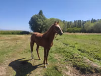公马, Horses — 照片 3