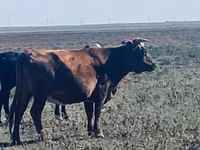 Sigir, Latvian Blue cattle — 3-rasm