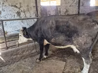 Sigir, Latvian Blue cattle — 2-rasm