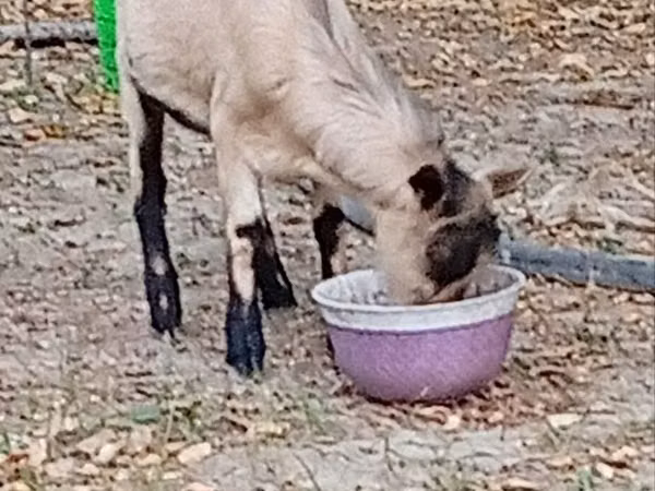 Ziegenbock, Ziegen