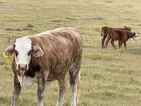 Vaca, Braford — foto 6
