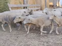 Carnero, Ile-de-France sheep — foto 2