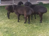 Carnero, Ovejas — foto 2