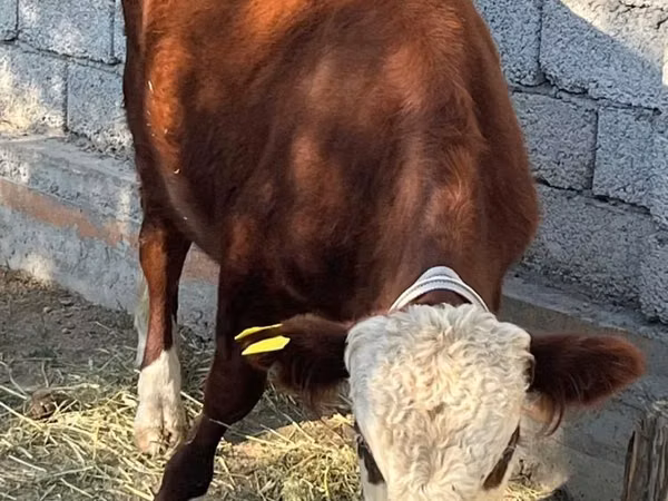Toro, Vaca kazaja de cabeza blanca