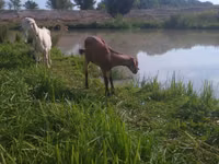 عنزة, Kamori goats — الصورة 2