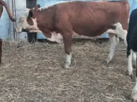 ثور, Simmental cattle — الصورة 8