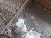Turkeys — Foto 1