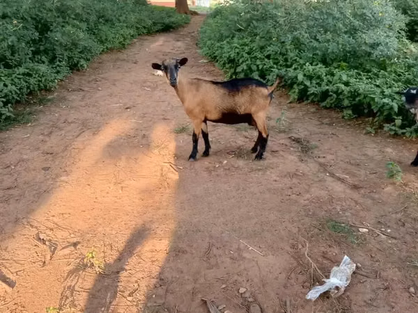 山羊（批次，未指定性别）, Goats