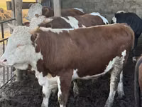 Bulle, Simmental cattle — Foto 1