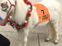 Yegua, Miniature horse — foto 3