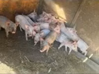 Кабан, Чочколор — сүрөт 3