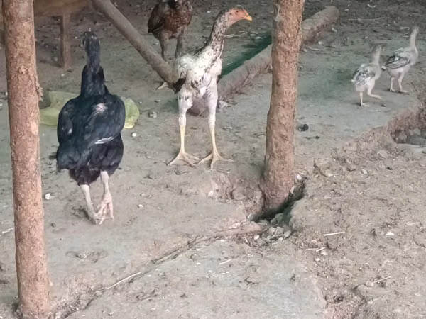 Chickens — Kirgisistan