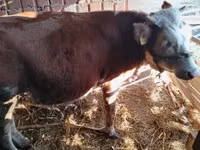 Bulle, Simmental cattle — Foto 5