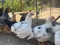 أميروكانا — الصورة 1