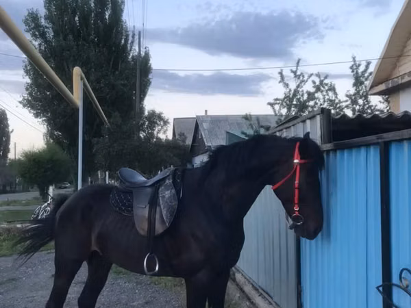 Hengst, Pferde — Kasachstan