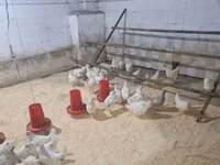 Chickens — الصورة 2