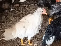 Chickens — Foto 7