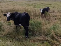 Kuh, Russian Black pied cattle — Foto 4