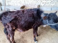母牛, Cattle — 照片 3