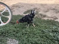 Chickens — Foto 2