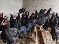 Chickens — الصورة 4