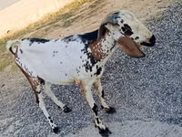 Ziegenbock, Nubian Goat — Foto 1