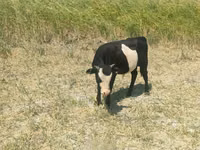 गाय, कजाख़स्तानी सफेद सिर वाली गाय — फ़ोटो 2