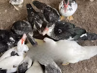 家养麝香鸭 — 照片 1