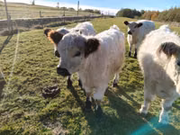 公牛, Galloway cow — 照片 3