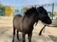 Pferde (Partie, Geschlecht nicht angegeben), Australian Pony — Foto 7