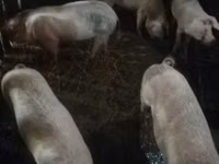 Шошқалар (топ, жынысы көрсетілмеген) — 2-сурет