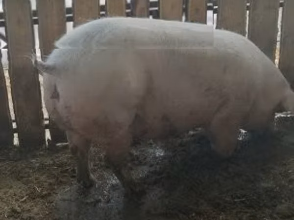 Säue, Schweine