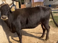 Cow, Alatau breed — photo 1