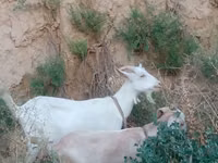 Cabra, Saanen goat — foto 2