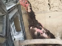 Chickens — الصورة 6