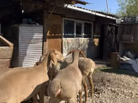 Schaf, Arashan sheep — Foto 6