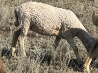 Ram, Sheep — photo 2