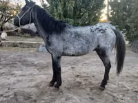 母马, Kazakh horse — 照片 3
