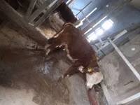 公牛, Simmental cattle — 照片 4