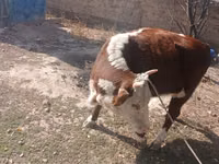 بقرة, Latvian Blue cattle — الصورة 2