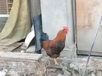 Chickens — foto 5