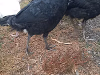 Turkeys — Foto 2