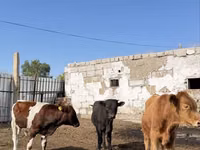Букачар, Швиц породу — сүрөт 3
