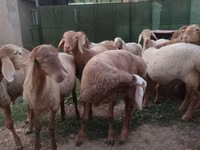 Qoʻchqor, Rhon sheep — 7-rasm