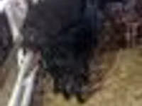 عنزة, الماعز — الصورة 3