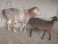 Қой, Arashan sheep — 8-сурет