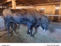 Bulle, Aberdeen-Angus — Foto 1