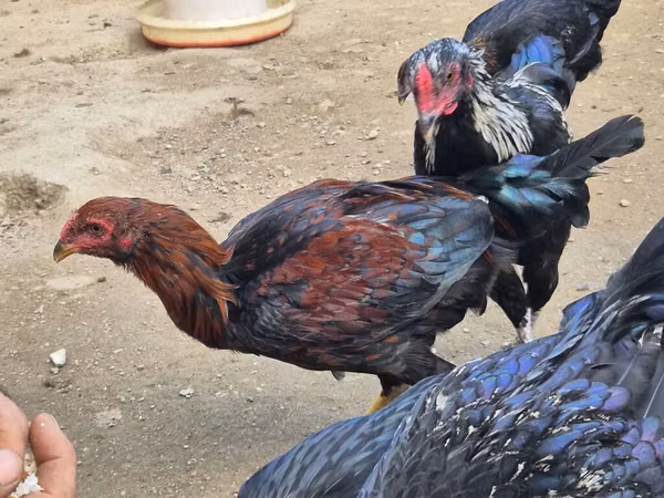 Chickens