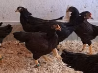 Chickens — foto 6